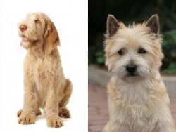 Spinone Italiano vs Cairn Terrier - Breed Comparison