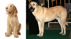 Spinone Italiano vs Central Anatolian Shepherd - Breed Comparison