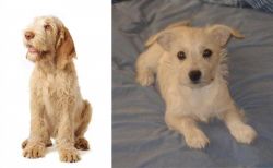 Spinone Italiano vs Chipoo - Breed Comparison
