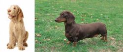 Spinone Italiano vs Dachshund - Breed Comparison