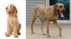 Spinone Italiano vs Danish Broholmer - Breed Comparison