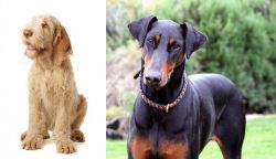 Spinone Italiano vs Doberman Pinscher - Breed Comparison