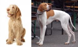 Spinone Italiano vs English Pointer - Breed Comparison