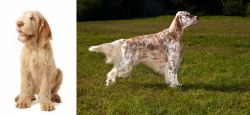 Spinone Italiano vs English Setter - Breed Comparison