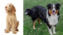 Spinone Italiano vs English Shepherd - Breed Comparison