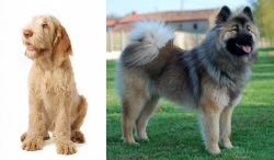 Spinone Italiano vs Eurasier - Breed Comparison