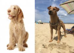 Spinone Italiano vs Fell Terrier - Breed Comparison