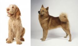 Spinone Italiano vs Finnish Spitz - Breed Comparison