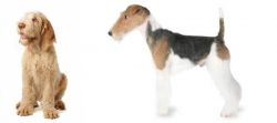 Spinone Italiano vs Fox Terrier - Breed Comparison