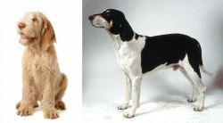 Spinone Italiano vs Francais Blanc et Noir - Breed Comparison