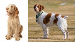Spinone Italiano vs French Brittany - Breed Comparison