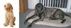 Spinone Italiano vs Giant Maso Mastiff - Breed Comparison