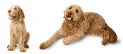 Spinone Italiano vs Golden Doodle - Breed Comparison