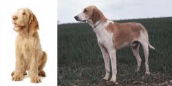 Spinone Italiano vs Grand Anglo-Francais Blanc et Orange - Breed Comparison