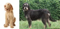 Spinone Italiano vs Griffon Nivernais - Breed Comparison