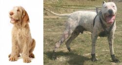 Spinone Italiano vs Gull Dong - Breed Comparison