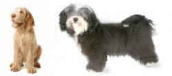 Spinone Italiano vs Havanese - Breed Comparison