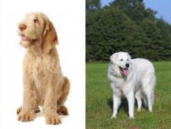 Spinone Italiano vs Kuvasz - Breed Comparison