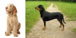 Spinone Italiano vs Latvian Hound - Breed Comparison