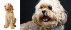 Spinone Italiano vs Lhasapoo - Breed Comparison