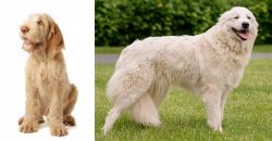 Spinone Italiano vs Maremma Sheepdog - Breed Comparison