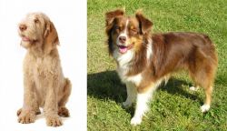 Spinone Italiano vs Miniature Australian Shepherd - Breed Comparison