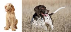 Spinone Italiano vs Old Danish Pointer - Breed Comparison