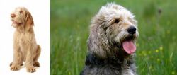 Spinone Italiano vs Otterhound - Breed Comparison