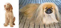 Spinone Italiano vs Pekingese - Breed Comparison
