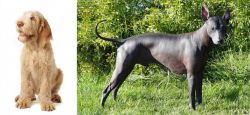 Spinone Italiano vs Peruvian Hairless - Breed Comparison