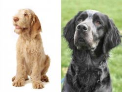 Spinone Italiano vs Picardy Spaniel - Breed Comparison