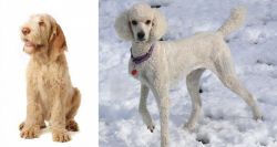 Spinone Italiano vs Poodle - Breed Comparison