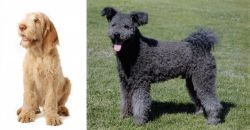 Spinone Italiano vs Pumi - Breed Comparison