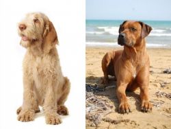 Spinone Italiano vs Rhodesian Ridgeback - Breed Comparison