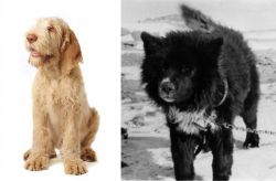 Spinone Italiano vs Sakhalin Husky - Breed Comparison