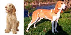 Spinone Italiano vs Schweizer Laufhund - Breed Comparison