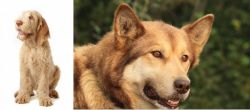 Spinone Italiano vs Seppala Siberian Sleddog - Breed Comparison