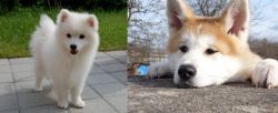Spitz vs Akita - Breed Comparison
