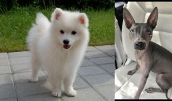 Spitz vs American Hairless Terrier - Breed Comparison