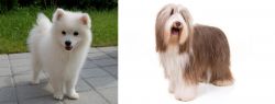 Spitz vs Bearded Collie - Breed Comparison