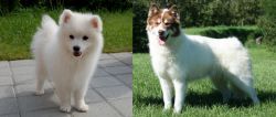 Spitz vs Canadian Eskimo Dog - Breed Comparison