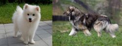 Spitz vs Carpatin - Breed Comparison