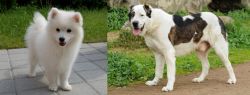 Spitz vs Central Asian Shepherd - Breed Comparison