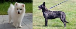 Spitz vs Dutch Shepherd - Breed Comparison