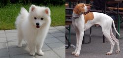 Spitz vs English Pointer - Breed Comparison