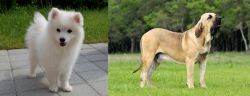 Spitz vs Fila Brasileiro - Breed Comparison