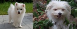 Spitz vs Malti-Pom - Breed Comparison