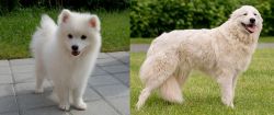 Spitz vs Maremma Sheepdog - Breed Comparison