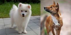 Spitz vs New Guinea Singing Dog - Breed Comparison
