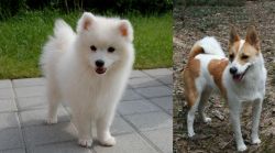 Spitz vs Norrbottenspets - Breed Comparison